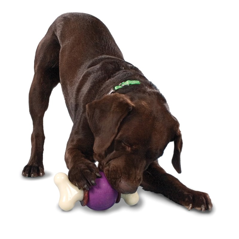 BUSY BUDDY BOUNCY BONE