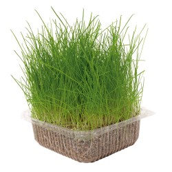 GAZON NATUREL POUR CHATS
