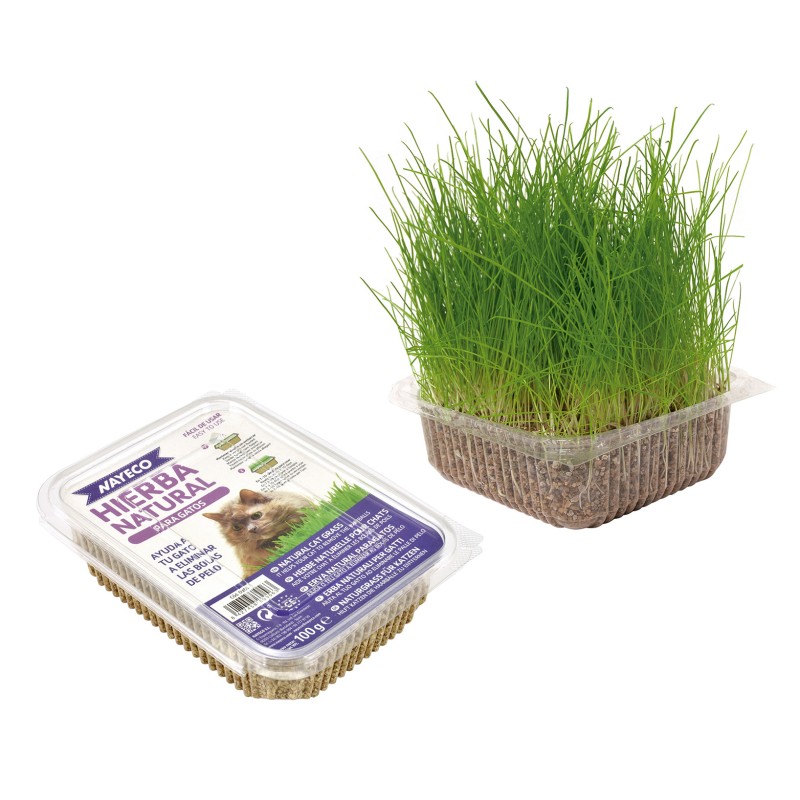 NATÜRLICHES KATZENGRAS