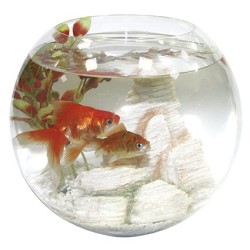 AQUARIUM BOCAL EN VERRE 25 JOURS
