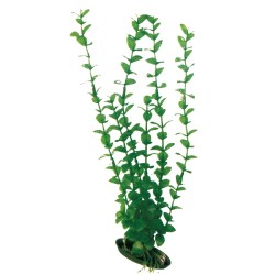 PLANTA DE PLÁSTICO ROTALA