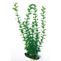 PLANTA DE PLÁSTICO ROTALA 2