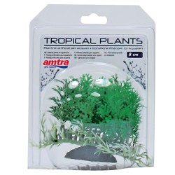 TROPICAL PLANT 2