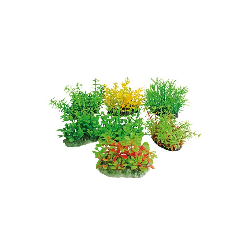 PLANTE TROPICALE