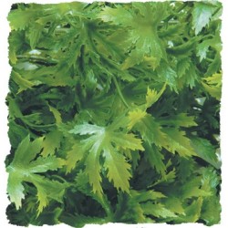 PLASTIC CANNABIS PLANT 2