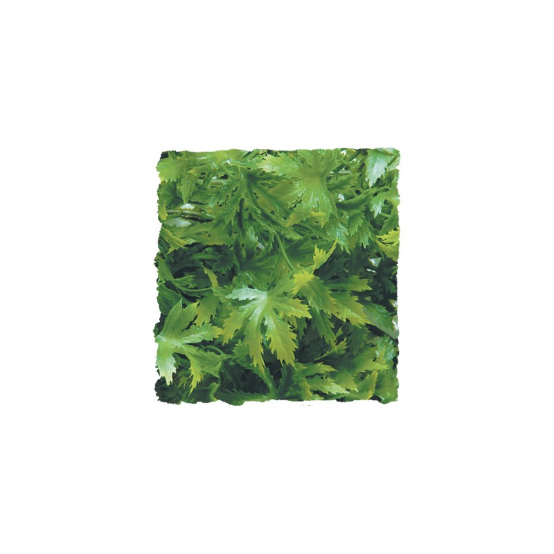 PLANTE PLASTIQUE CANNABIS