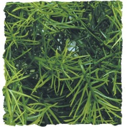 PLANTA PLASTICO CASHUARINA 2