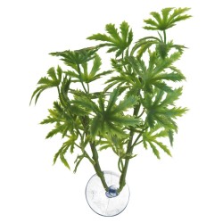 PAPAYA PLANT FOR BETTA