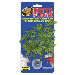 BETTA PLANT PAPAYA 2