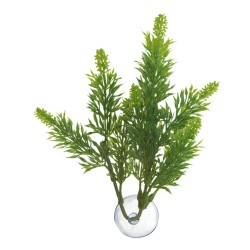BETTA PLANT SALVIA