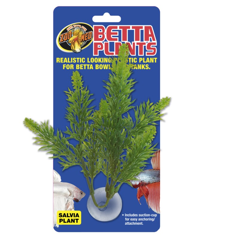 BETTA PLANT SALVIA