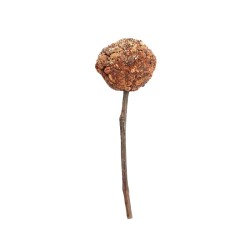WOODCHUCK SNACK SCHACHTELHALM UND HIMBEERE
